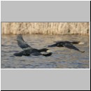 Phalacrocorax carbo - Kormoran 08.jpg